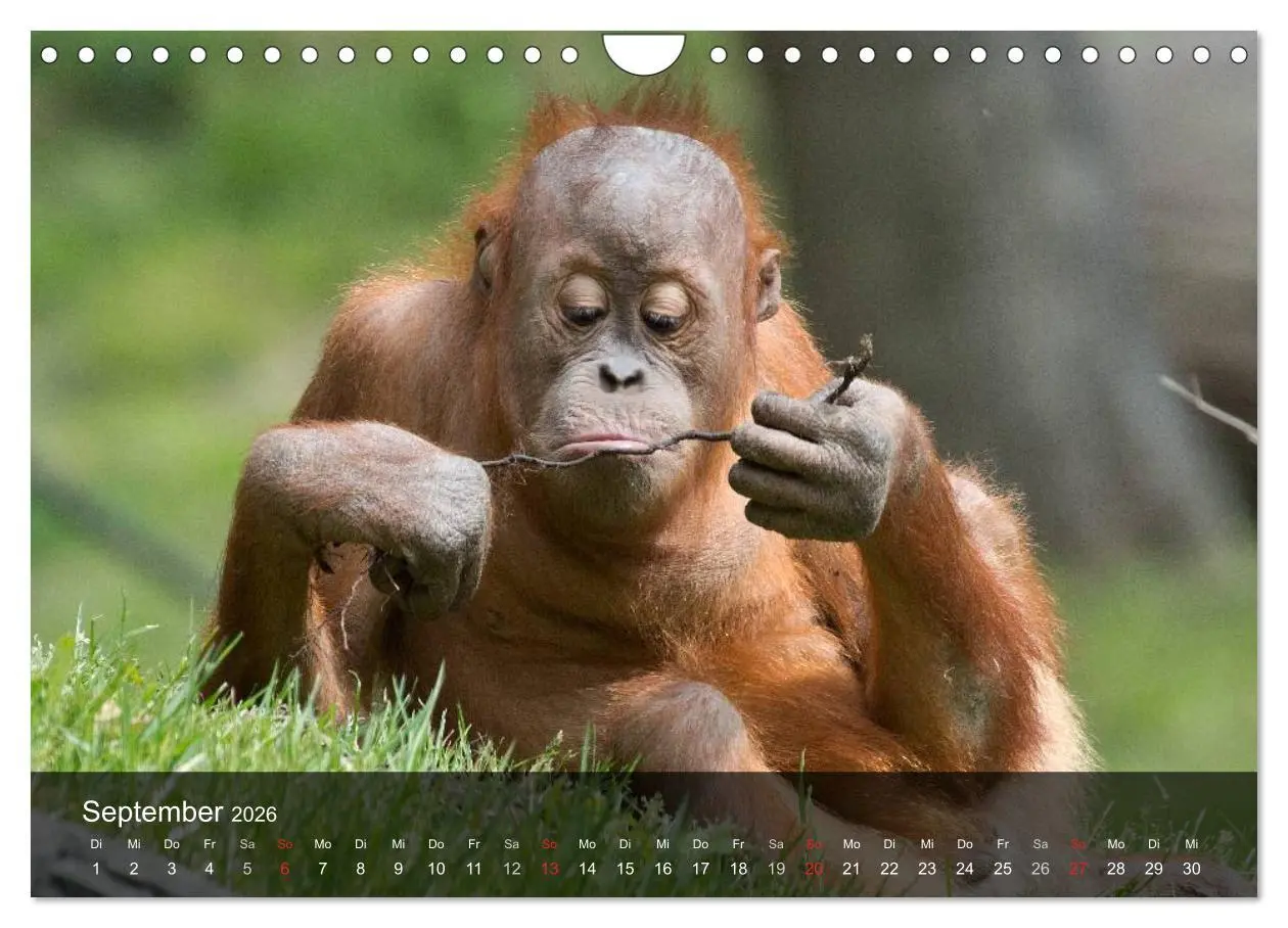 Bild: 9783516072495 | Menschenaffen. Gorillas, Schimpansen, Orang-Utans (Wandkalender...