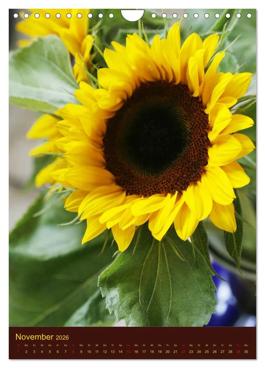 Bild: 9783516382495 | Sonnenblumen - Strahlende Blüten (Wandkalender 2026 DIN A4 hoch),...