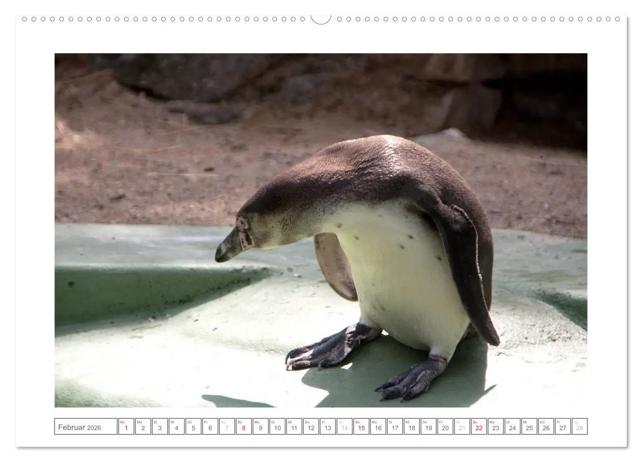 Bild: 9783457972595 | Tiere im Zoo (hochwertiger Premium Wandkalender 2026 DIN A2 quer),...