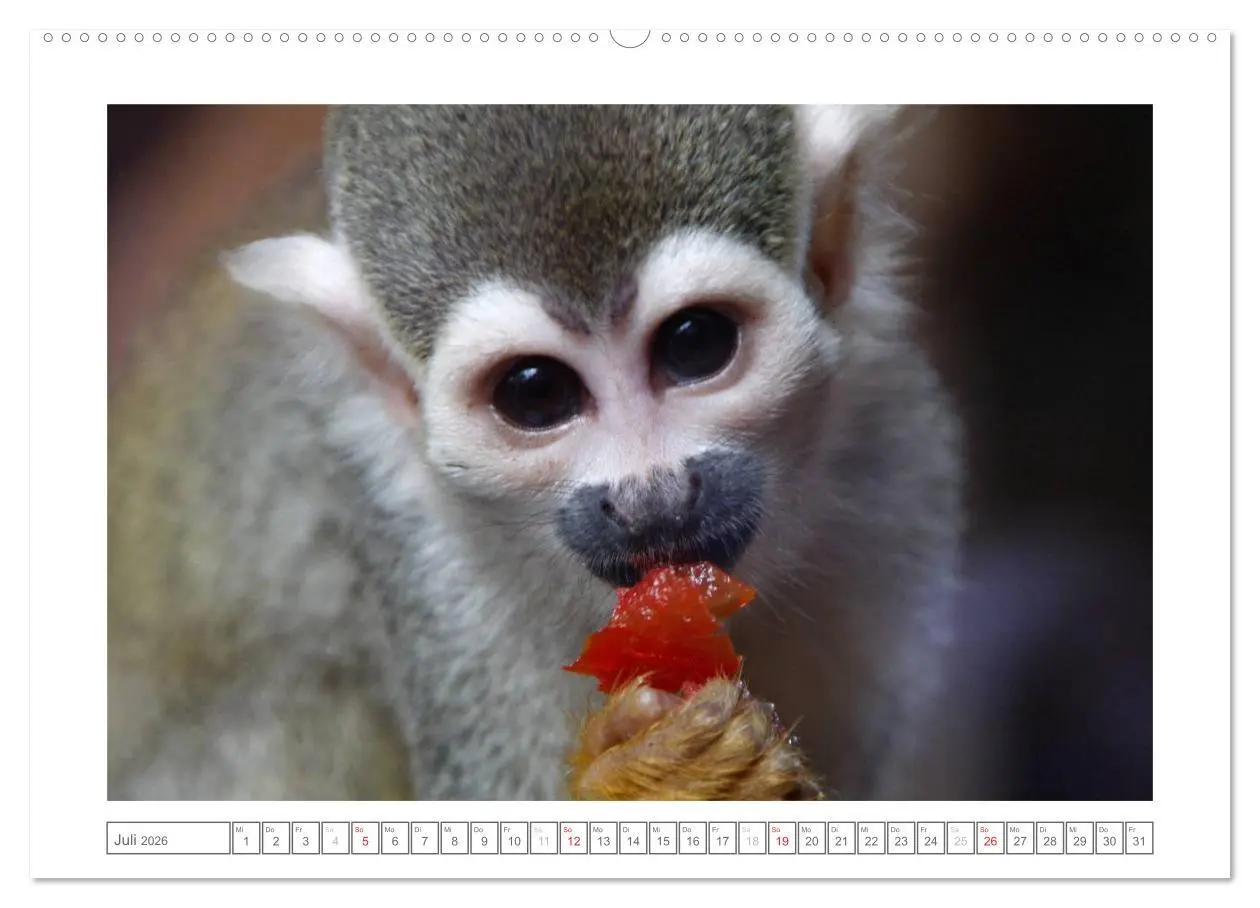 Bild: 9783457972595 | Tiere im Zoo (hochwertiger Premium Wandkalender 2026 DIN A2 quer),...