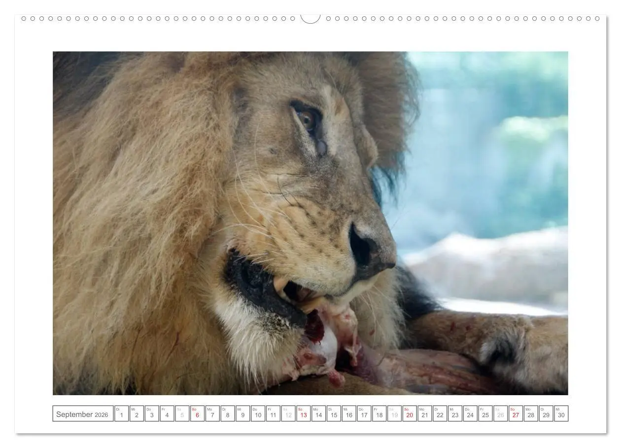 Bild: 9783457972595 | Tiere im Zoo (hochwertiger Premium Wandkalender 2026 DIN A2 quer),...