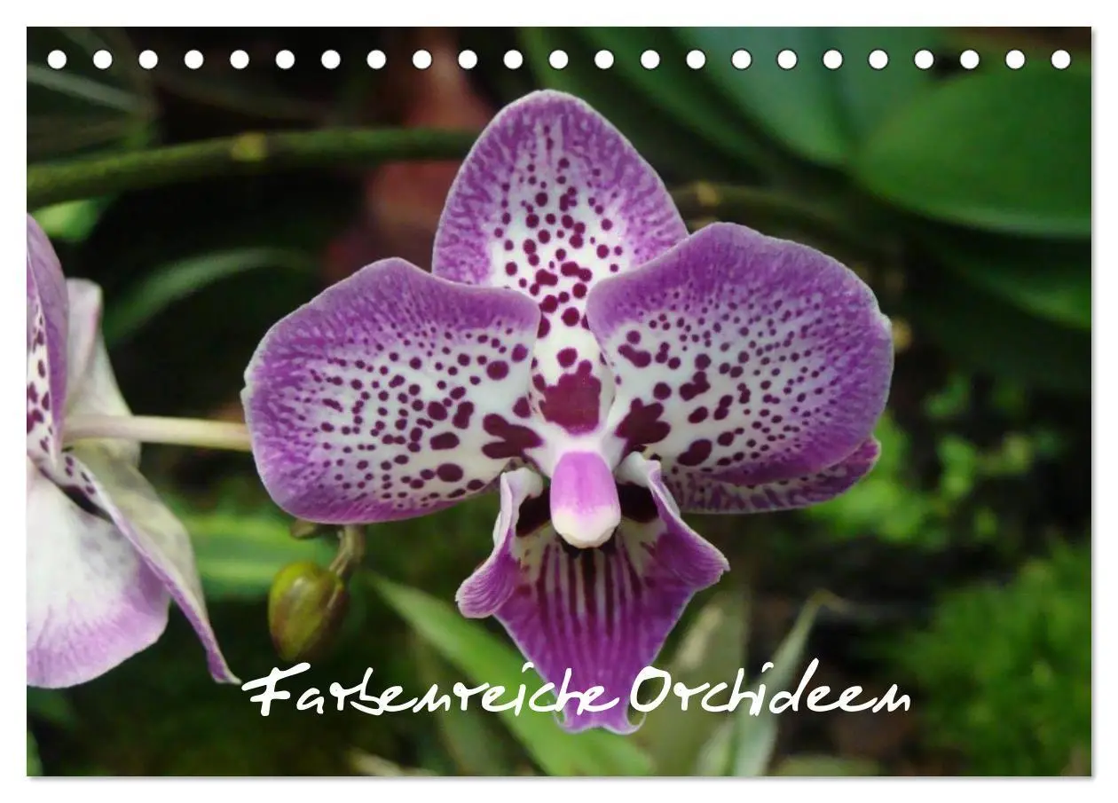 Cover: 9783516202595 | Farbenreiche Orchideen (Tischkalender 2026 DIN A5 quer), CALVENDO...
