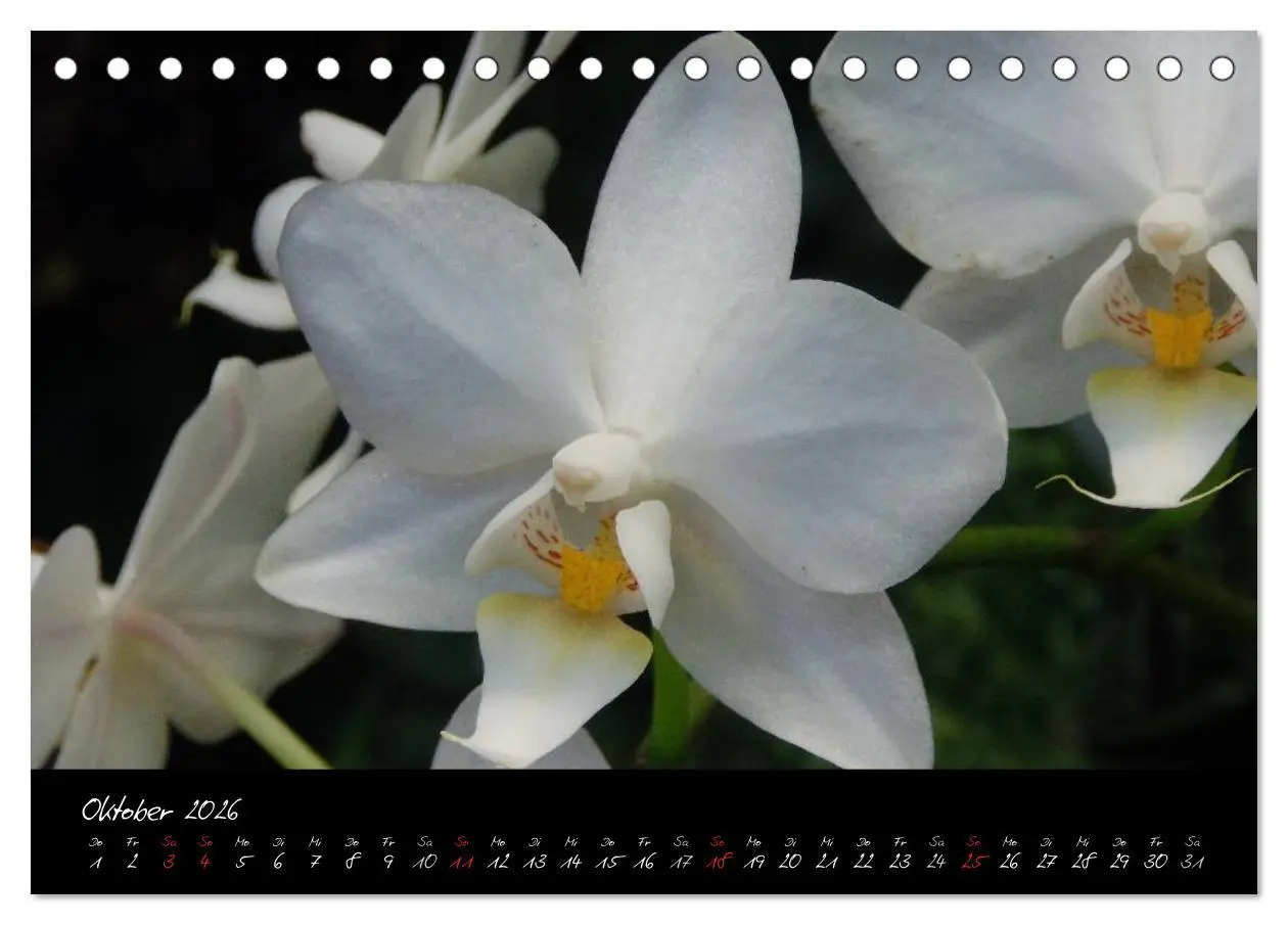 Bild: 9783516202595 | Farbenreiche Orchideen (Tischkalender 2026 DIN A5 quer), CALVENDO...