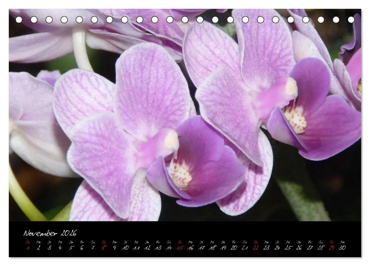 Bild: 9783516202595 | Farbenreiche Orchideen (Tischkalender 2026 DIN A5 quer), CALVENDO...