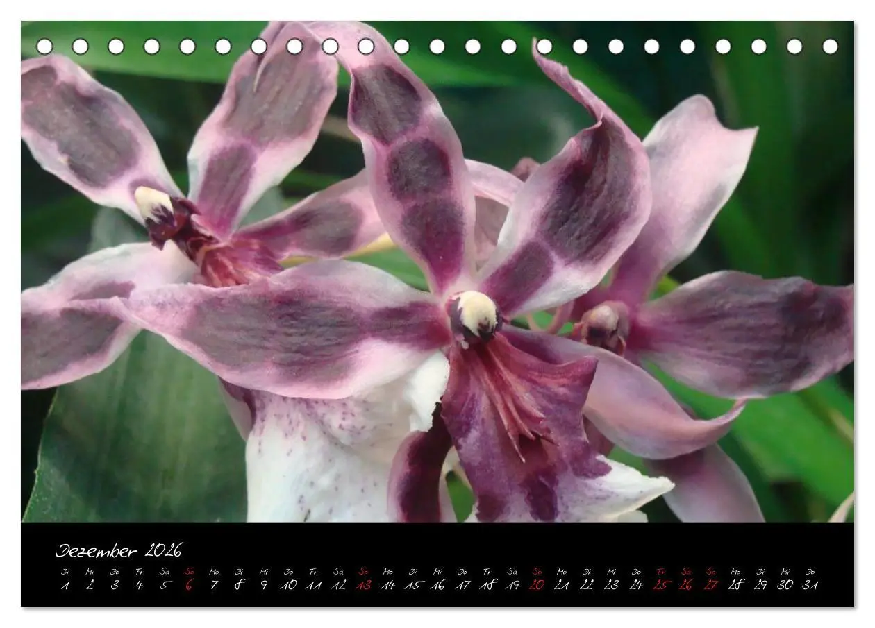 Bild: 9783516202595 | Farbenreiche Orchideen (Tischkalender 2026 DIN A5 quer), CALVENDO...