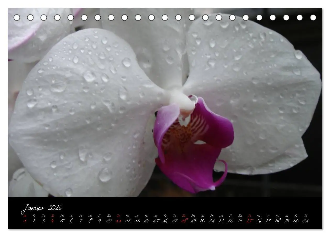 Bild: 9783516202595 | Farbenreiche Orchideen (Tischkalender 2026 DIN A5 quer), CALVENDO...