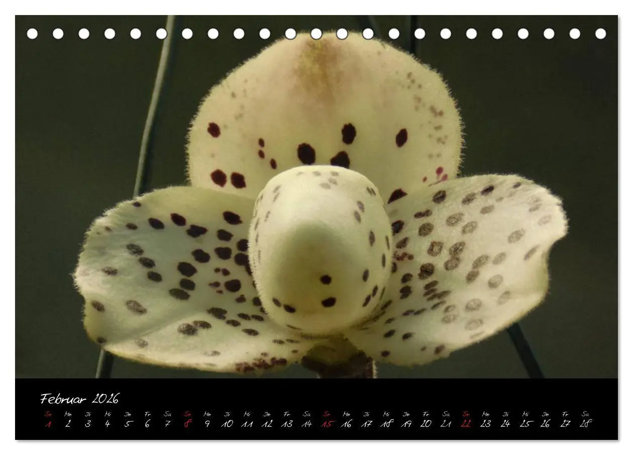 Bild: 9783516202595 | Farbenreiche Orchideen (Tischkalender 2026 DIN A5 quer), CALVENDO...
