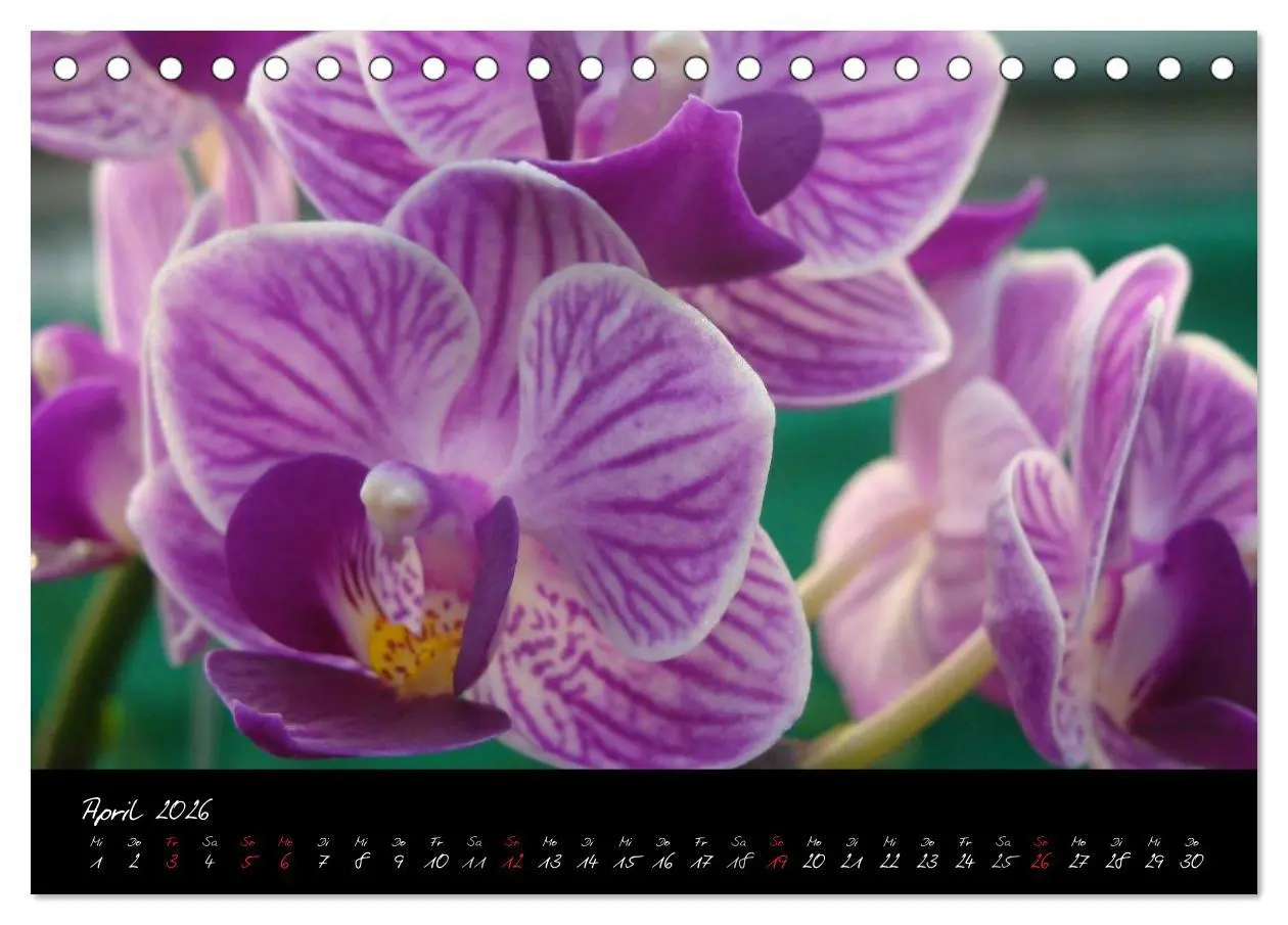 Bild: 9783516202595 | Farbenreiche Orchideen (Tischkalender 2026 DIN A5 quer), CALVENDO...