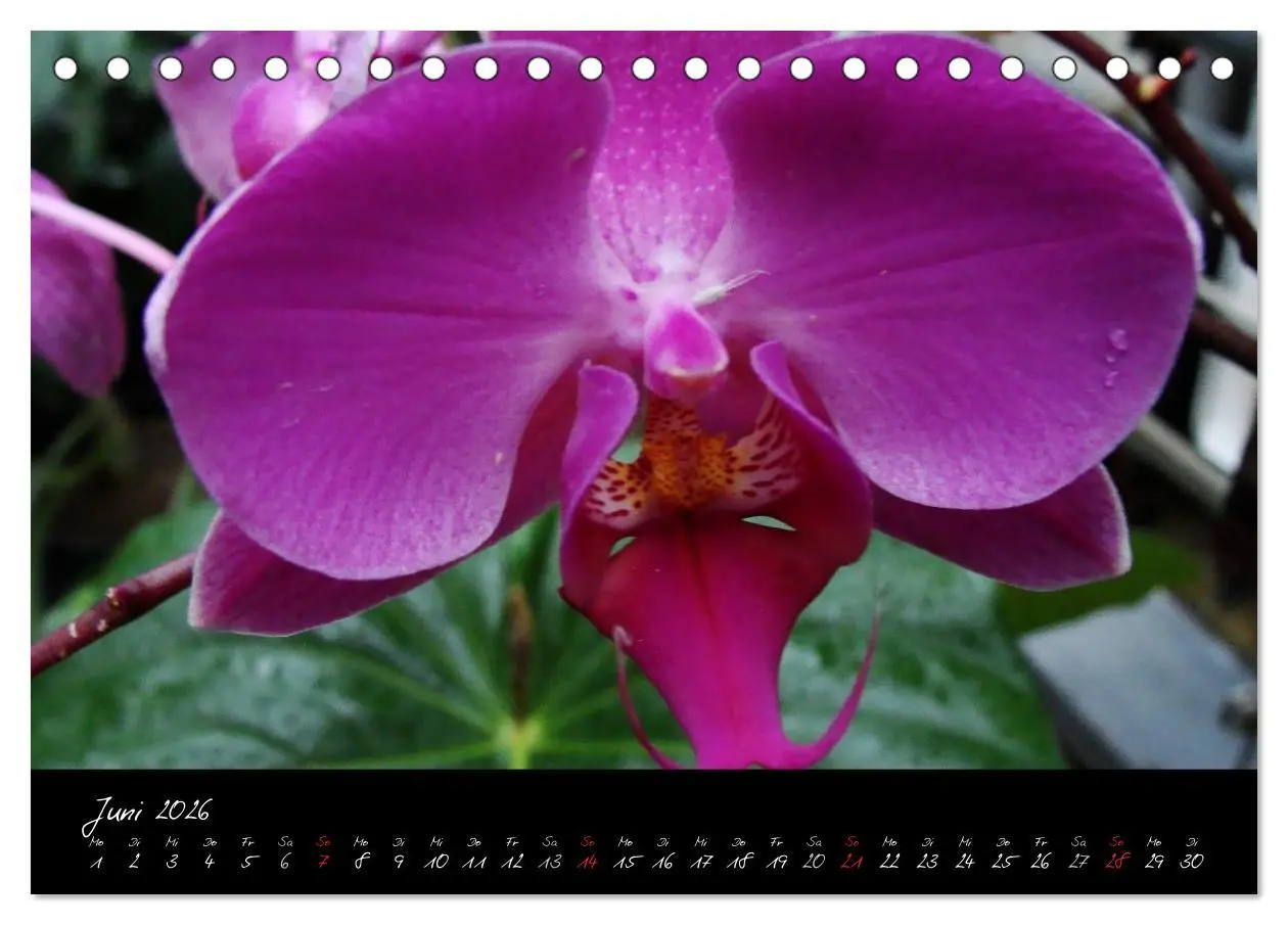 Bild: 9783516202595 | Farbenreiche Orchideen (Tischkalender 2026 DIN A5 quer), CALVENDO...