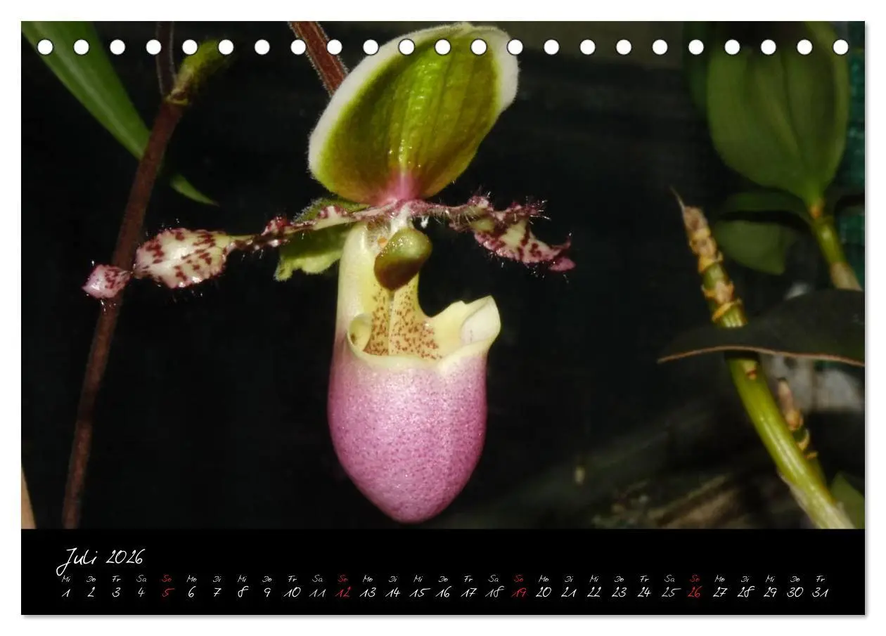 Bild: 9783516202595 | Farbenreiche Orchideen (Tischkalender 2026 DIN A5 quer), CALVENDO...