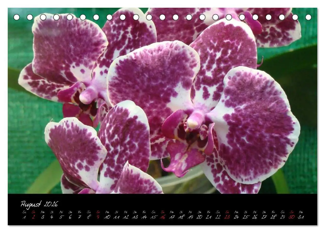 Bild: 9783516202595 | Farbenreiche Orchideen (Tischkalender 2026 DIN A5 quer), CALVENDO...