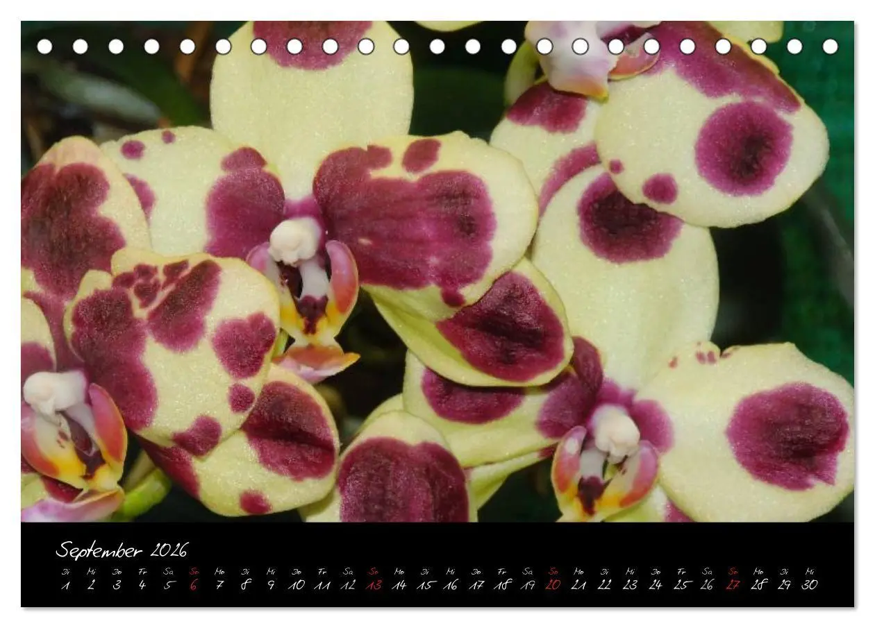 Bild: 9783516202595 | Farbenreiche Orchideen (Tischkalender 2026 DIN A5 quer), CALVENDO...