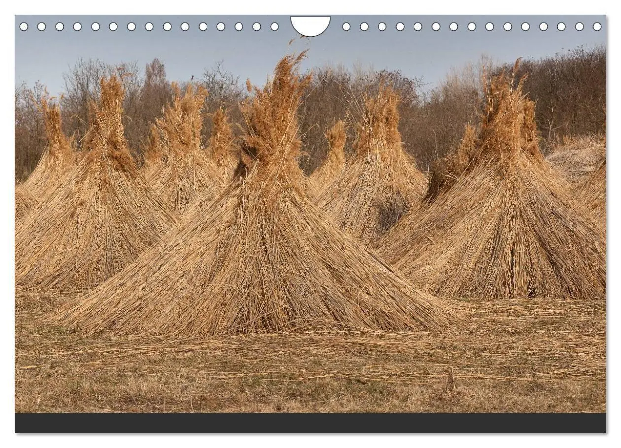 Bild: 9783435492695 | Natur erleben Seewinkel-Neusiedlersee (Wandkalender 2025 DIN A4...
