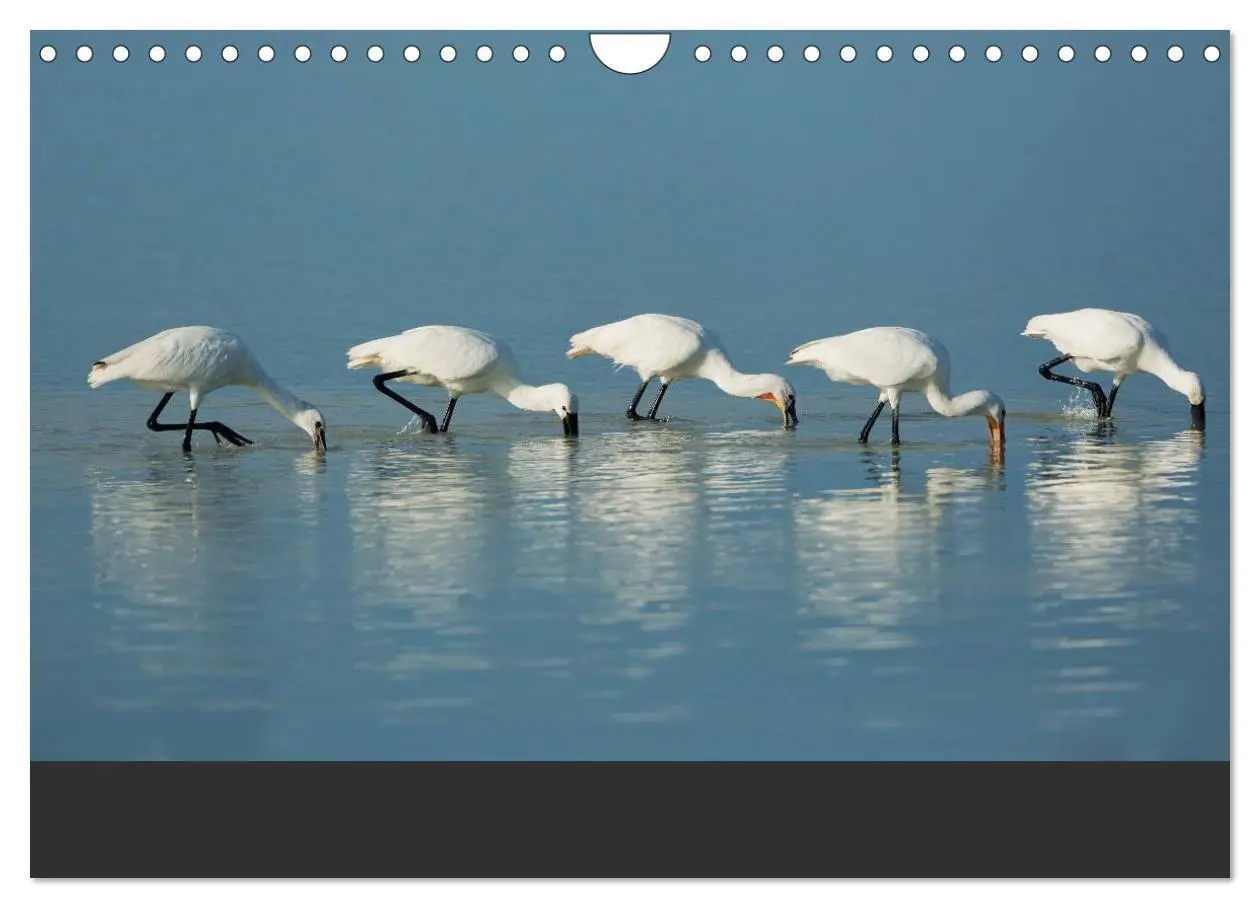 Bild: 9783435492695 | Natur erleben Seewinkel-Neusiedlersee (Wandkalender 2025 DIN A4...