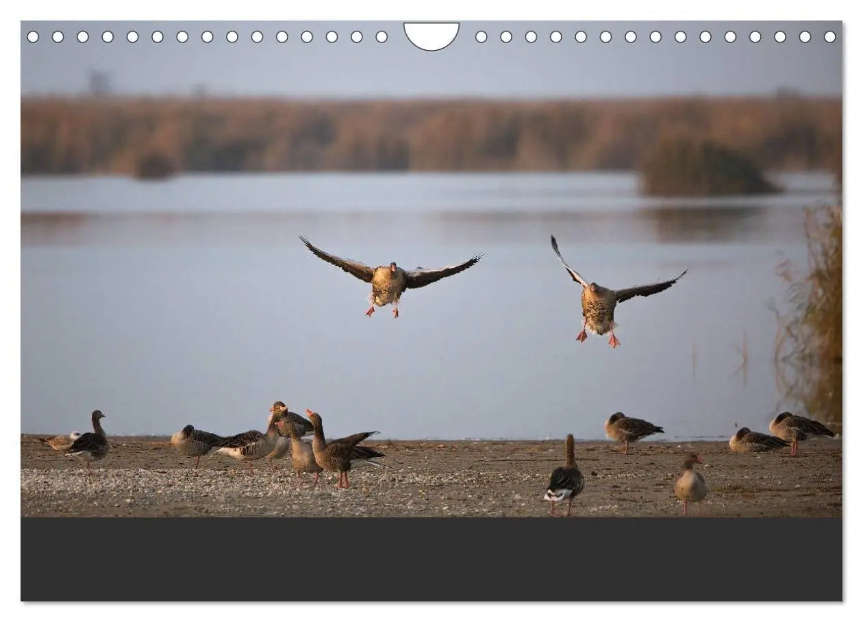 Bild: 9783435492695 | Natur erleben Seewinkel-Neusiedlersee (Wandkalender 2025 DIN A4...