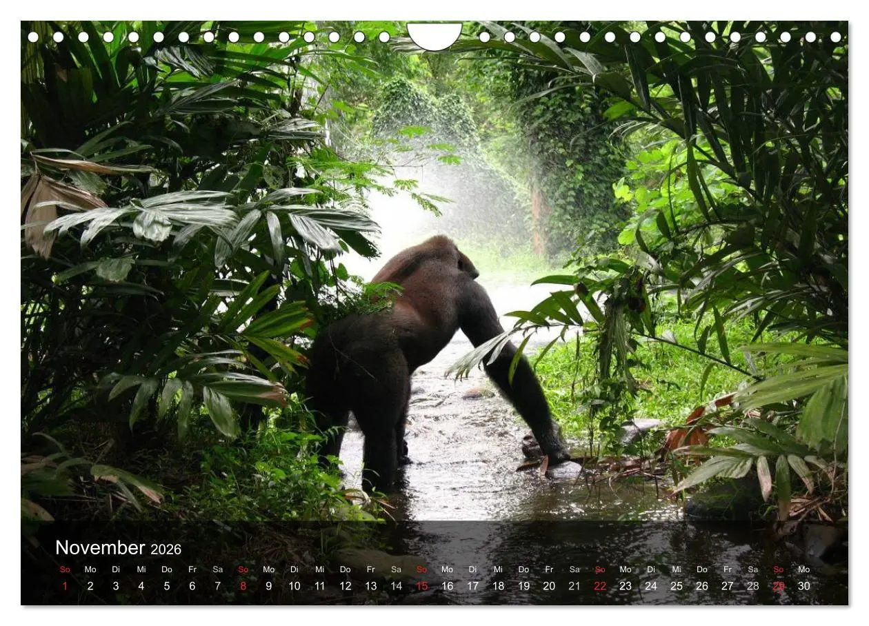 Bild: 9783516052695 | Gorillas. Friedliebende Kraftpakete (Wandkalender 2026 DIN A4...