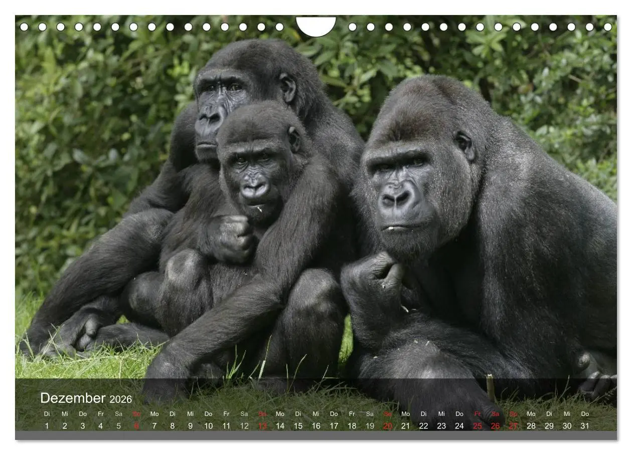 Bild: 9783516052695 | Gorillas. Friedliebende Kraftpakete (Wandkalender 2026 DIN A4...