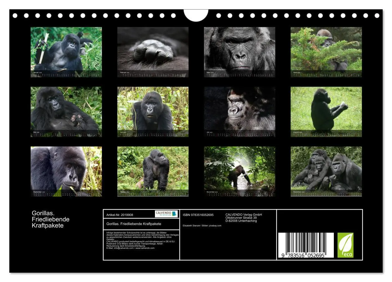 Bild: 9783516052695 | Gorillas. Friedliebende Kraftpakete (Wandkalender 2026 DIN A4...