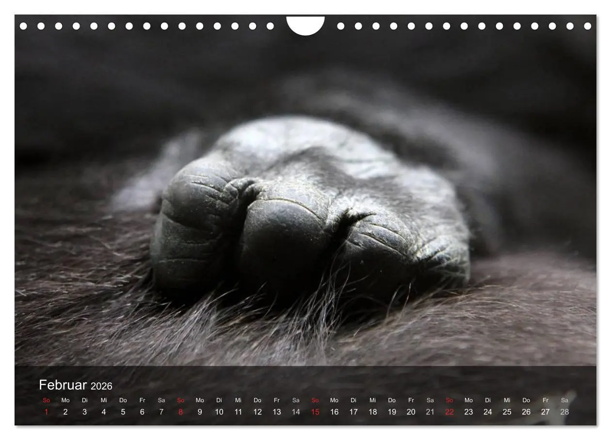 Bild: 9783516052695 | Gorillas. Friedliebende Kraftpakete (Wandkalender 2026 DIN A4...