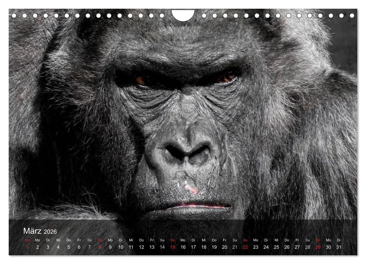 Bild: 9783516052695 | Gorillas. Friedliebende Kraftpakete (Wandkalender 2026 DIN A4...