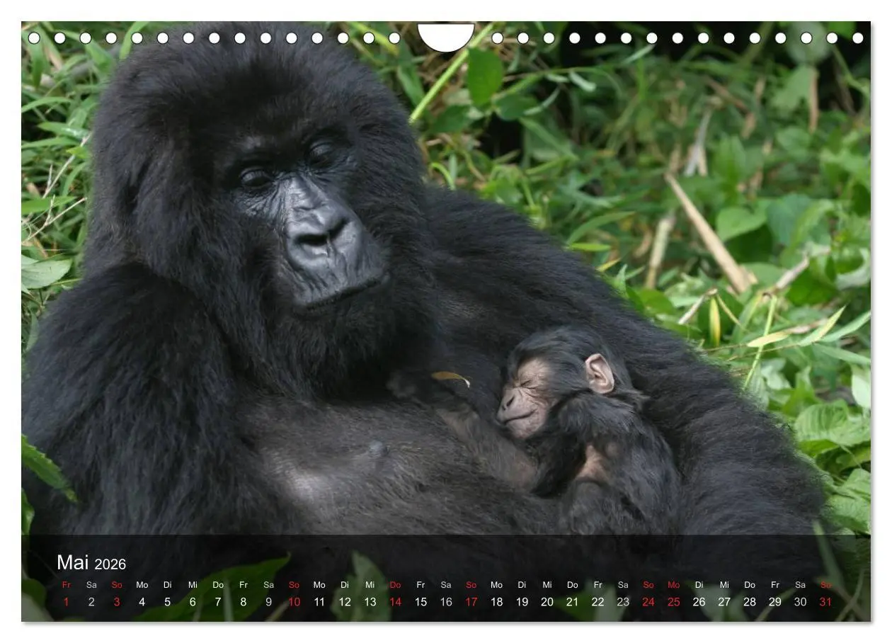Bild: 9783516052695 | Gorillas. Friedliebende Kraftpakete (Wandkalender 2026 DIN A4...