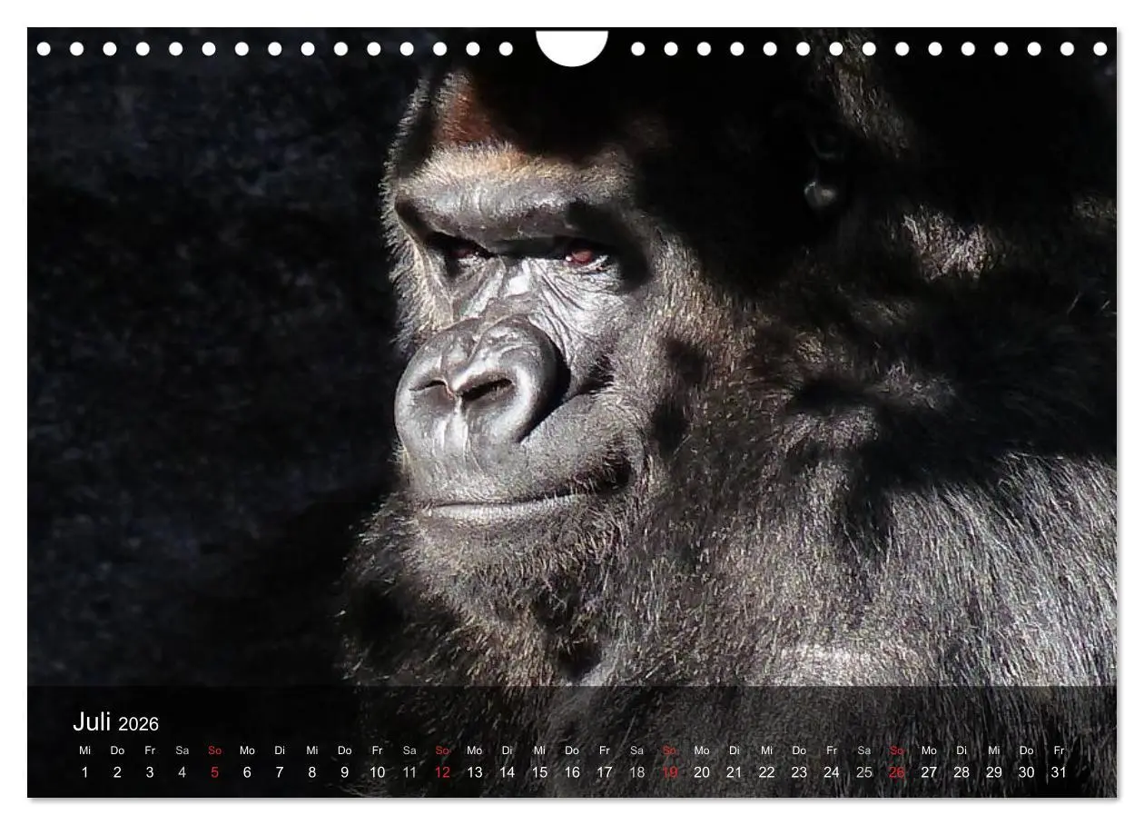 Bild: 9783516052695 | Gorillas. Friedliebende Kraftpakete (Wandkalender 2026 DIN A4...