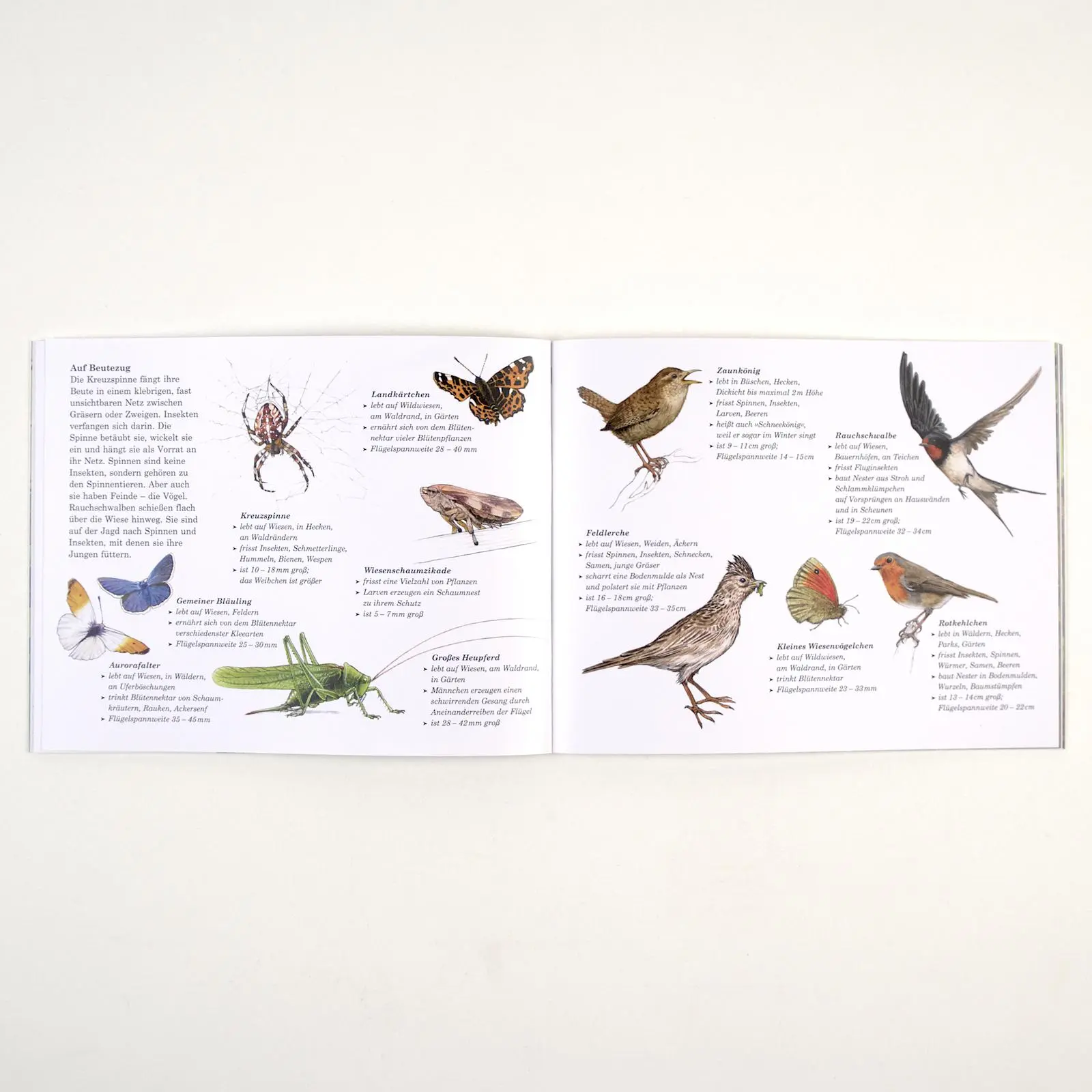 Bild: 9783407762795 | Die Wiese | Ein Zoom-Bilderbuch | Hans Baltzer (u. a.) | Taschenbuch