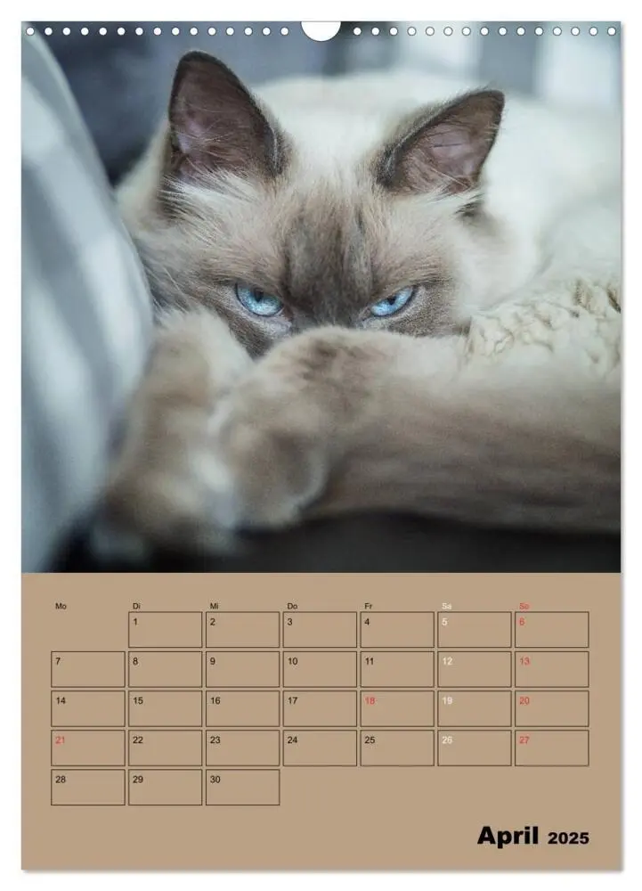 Bild: 9783457012895 | Ragdolls zum Verlieben (Wandkalender 2025 DIN A3 hoch), CALVENDO...