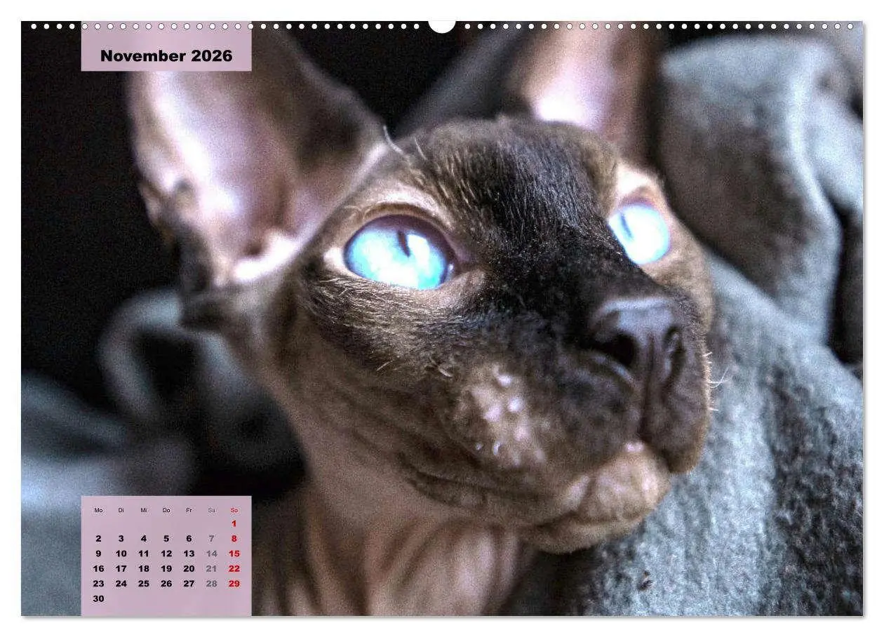 Bild: 9783457632895 | Sphinx. Grazile und anmutige Nacktkatzen (Wandkalender 2026 DIN A2...