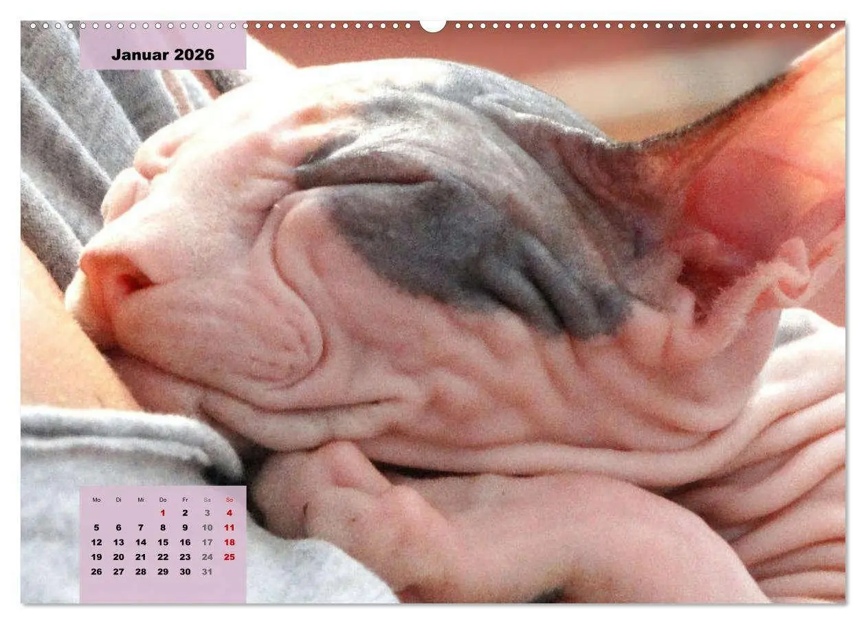 Bild: 9783457632895 | Sphinx. Grazile und anmutige Nacktkatzen (Wandkalender 2026 DIN A2...
