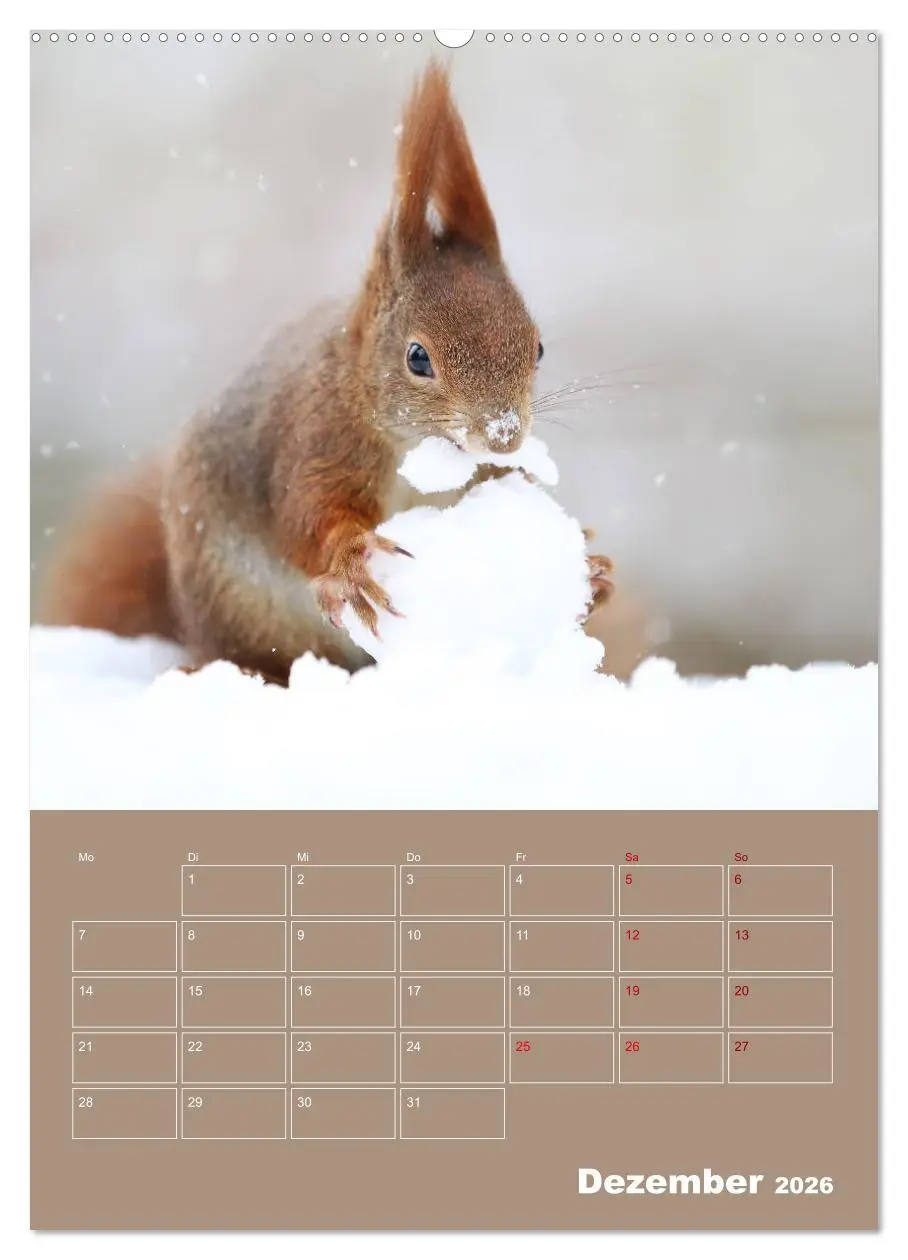 Bild: 9783516412895 | Eichhörnchen - Planer (hochwertiger Premium Wandkalender 2026 DIN...