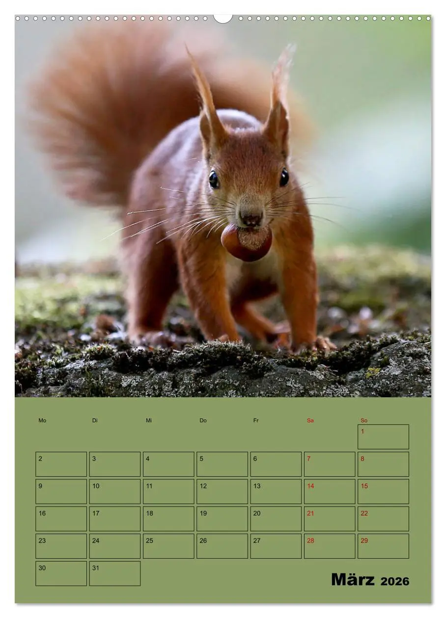 Bild: 9783516412895 | Eichhörnchen - Planer (hochwertiger Premium Wandkalender 2026 DIN...