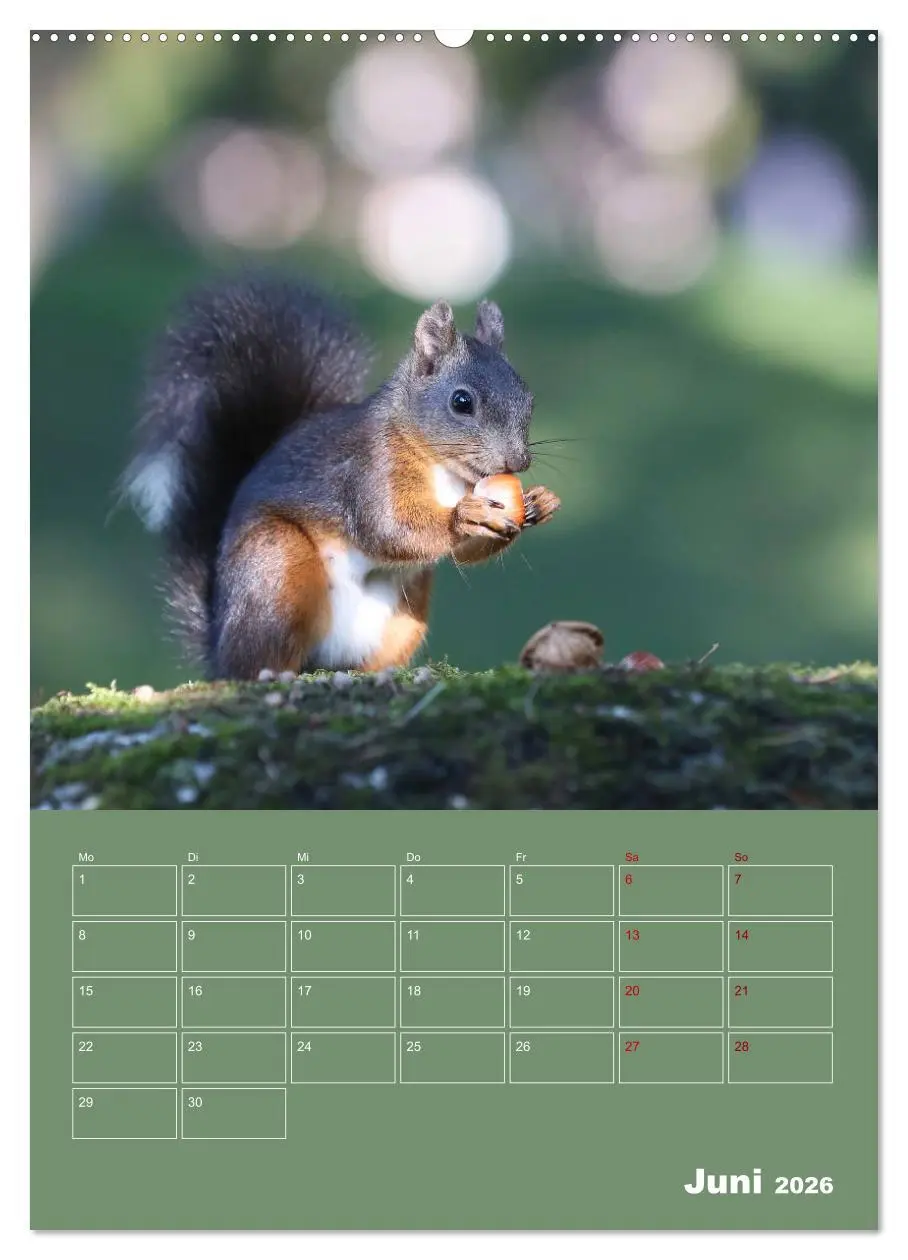 Bild: 9783516412895 | Eichhörnchen - Planer (hochwertiger Premium Wandkalender 2026 DIN...