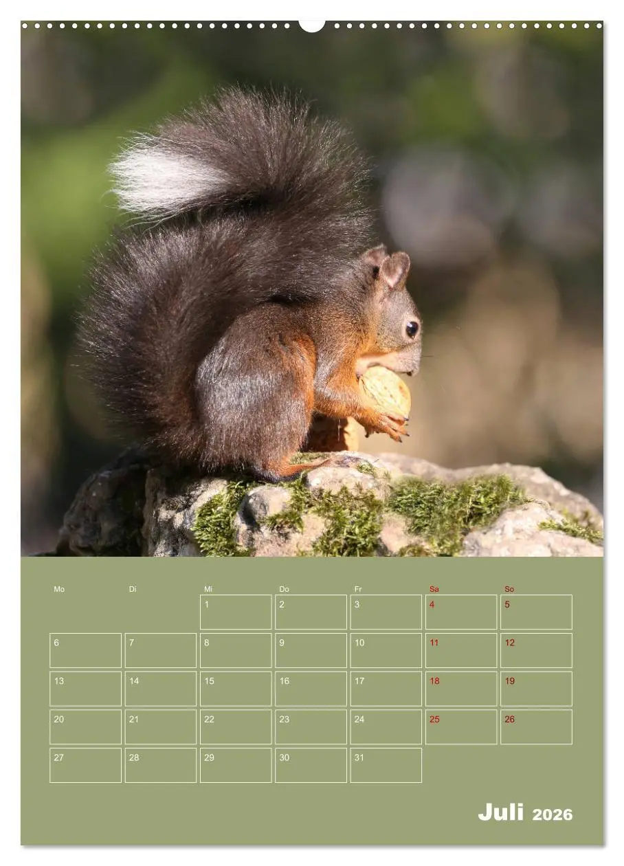 Bild: 9783516412895 | Eichhörnchen - Planer (hochwertiger Premium Wandkalender 2026 DIN...