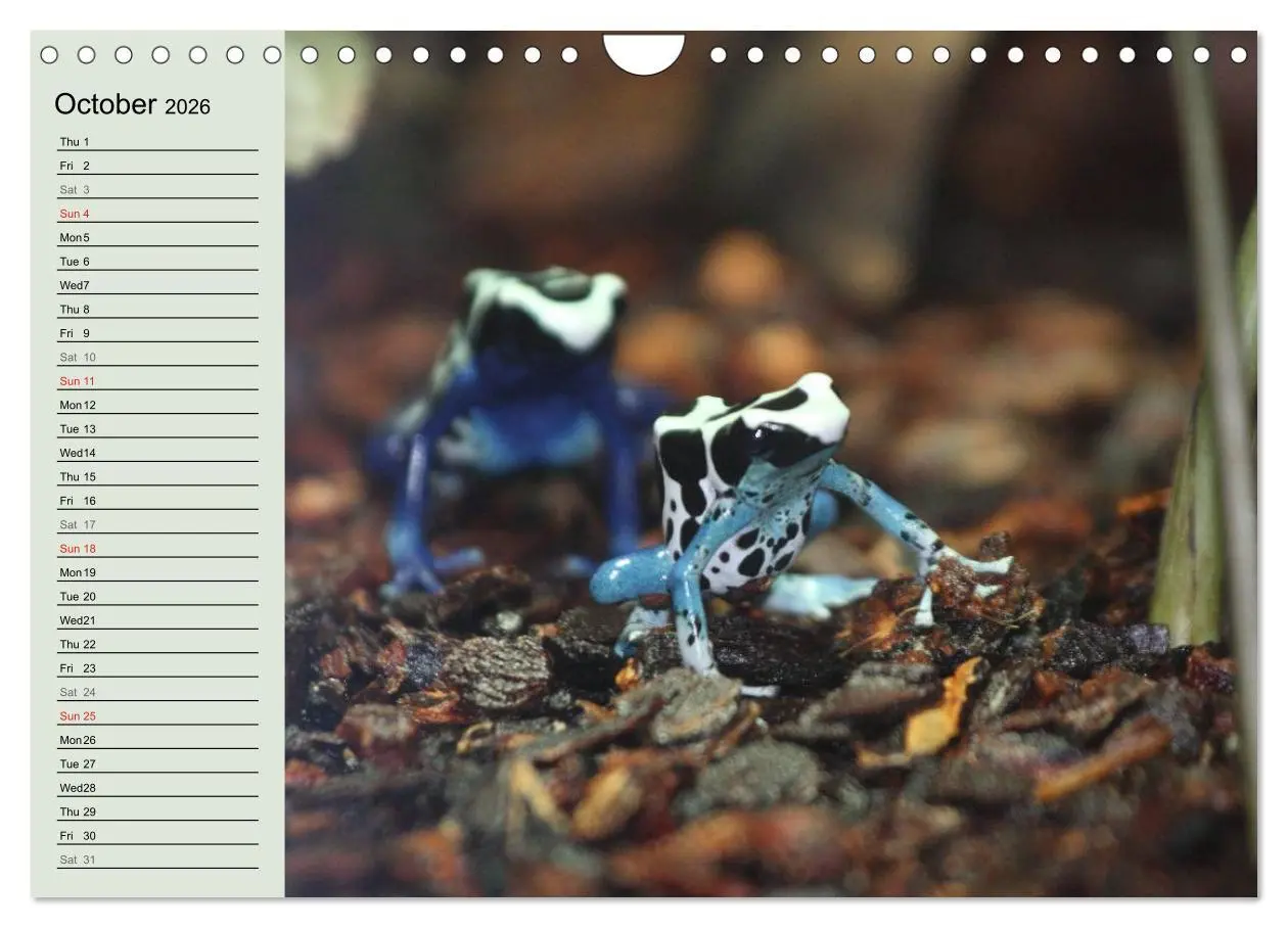 Bild: 9783516582895 | Poison dart frogs / UK-Version / Birthday Calendar (Wall Calendar...