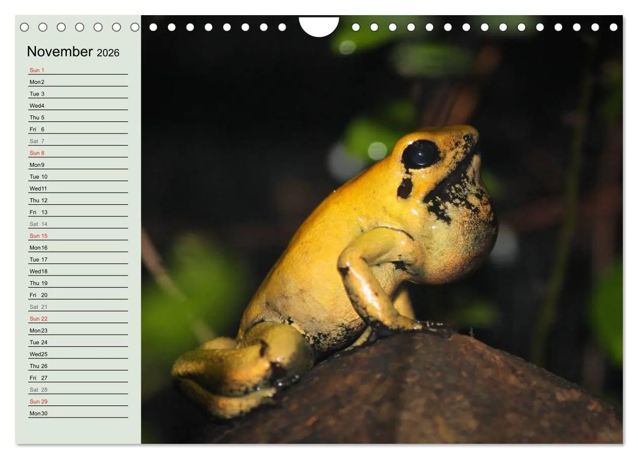 Bild: 9783516582895 | Poison dart frogs / UK-Version / Birthday Calendar (Wall Calendar...