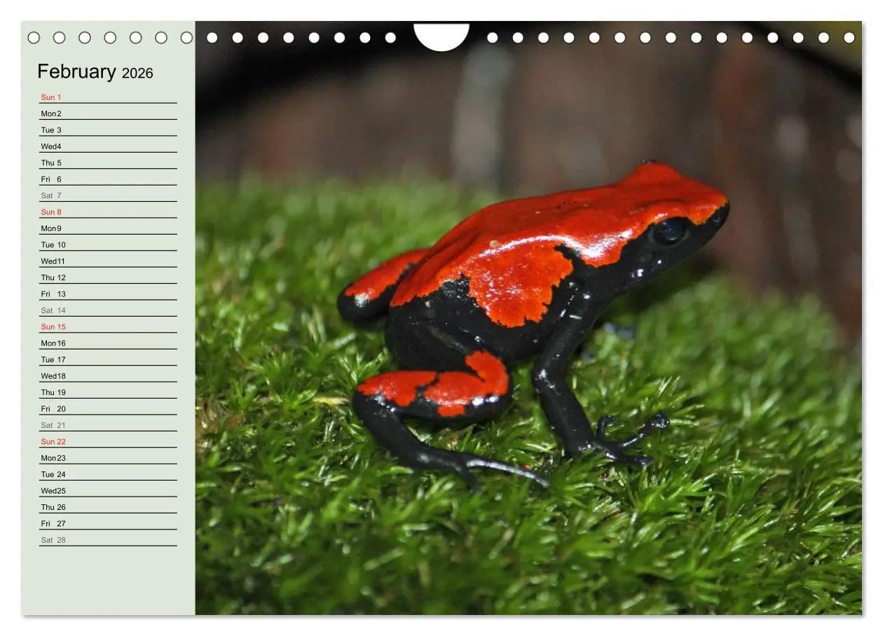 Bild: 9783516582895 | Poison dart frogs / UK-Version / Birthday Calendar (Wall Calendar...