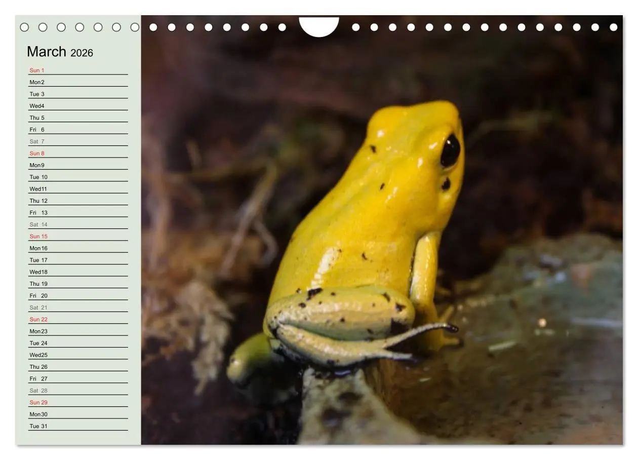 Bild: 9783516582895 | Poison dart frogs / UK-Version / Birthday Calendar (Wall Calendar...