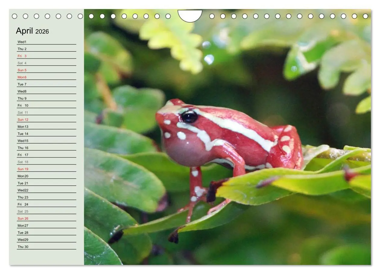 Bild: 9783516582895 | Poison dart frogs / UK-Version / Birthday Calendar (Wall Calendar...