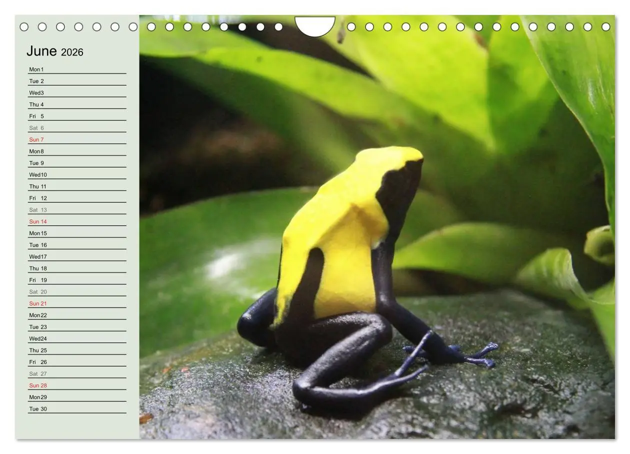 Bild: 9783516582895 | Poison dart frogs / UK-Version / Birthday Calendar (Wall Calendar...