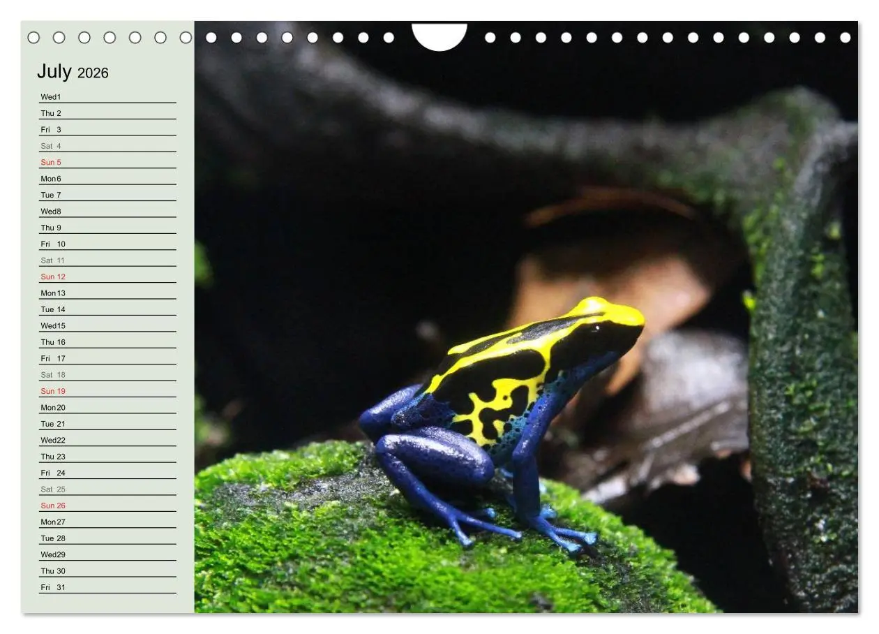 Bild: 9783516582895 | Poison dart frogs / UK-Version / Birthday Calendar (Wall Calendar...