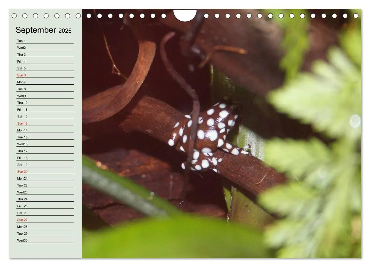 Bild: 9783516582895 | Poison dart frogs / UK-Version / Birthday Calendar (Wall Calendar...