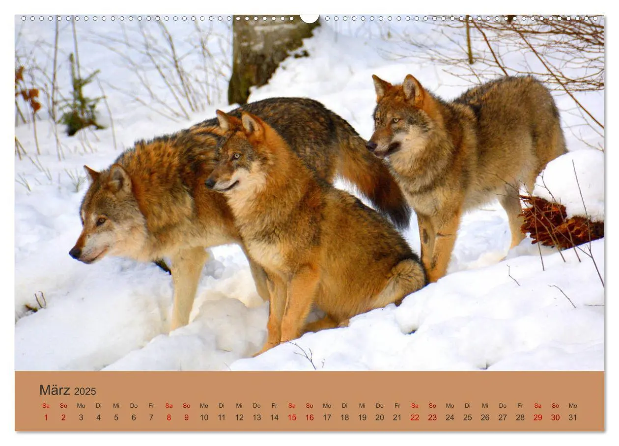 Bild: 9783435392995 | Begegnungen DER WOLF (Wandkalender 2025 DIN A2 quer), CALVENDO...