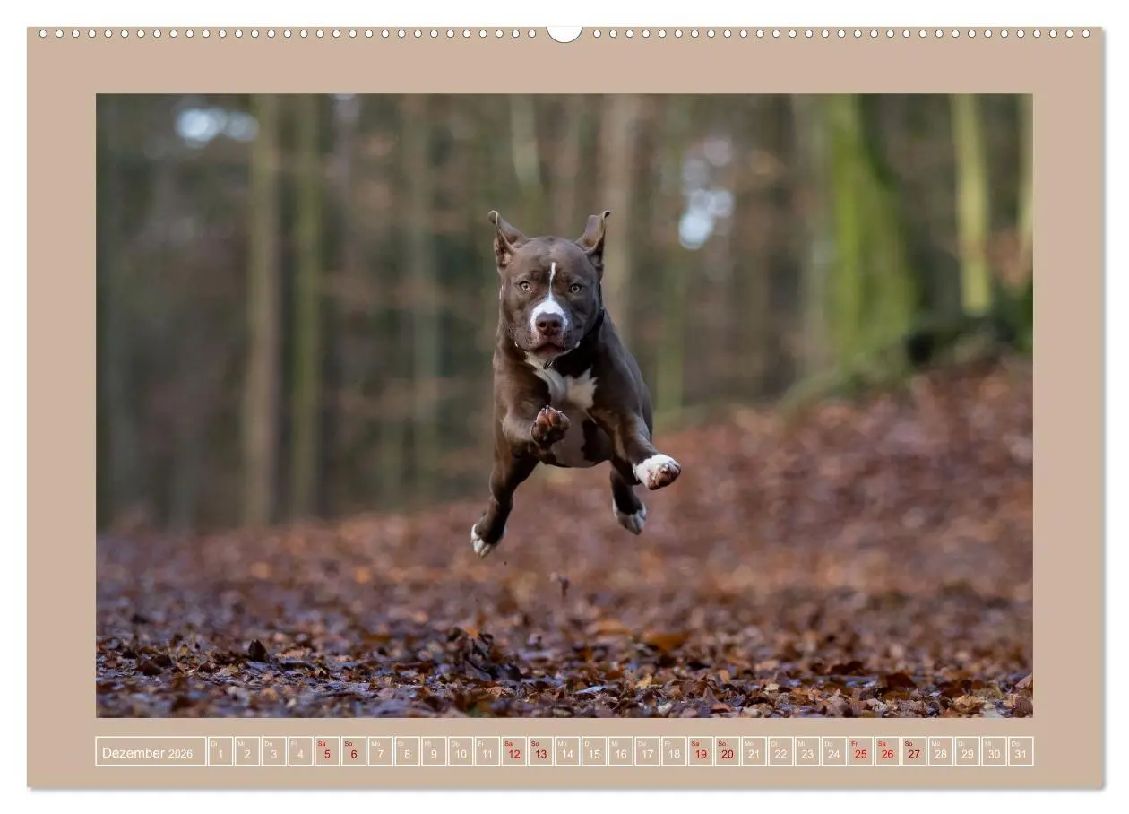 Bild: 9783457552995 | Hunde Action (Wandkalender 2026 DIN A2 quer), CALVENDO Monatskalender