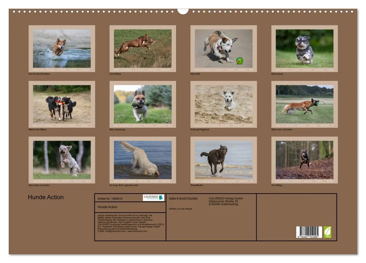 Bild: 9783457552995 | Hunde Action (Wandkalender 2026 DIN A2 quer), CALVENDO Monatskalender