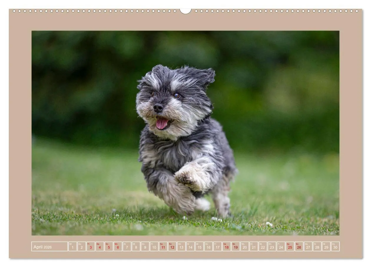 Bild: 9783457552995 | Hunde Action (Wandkalender 2026 DIN A2 quer), CALVENDO Monatskalender