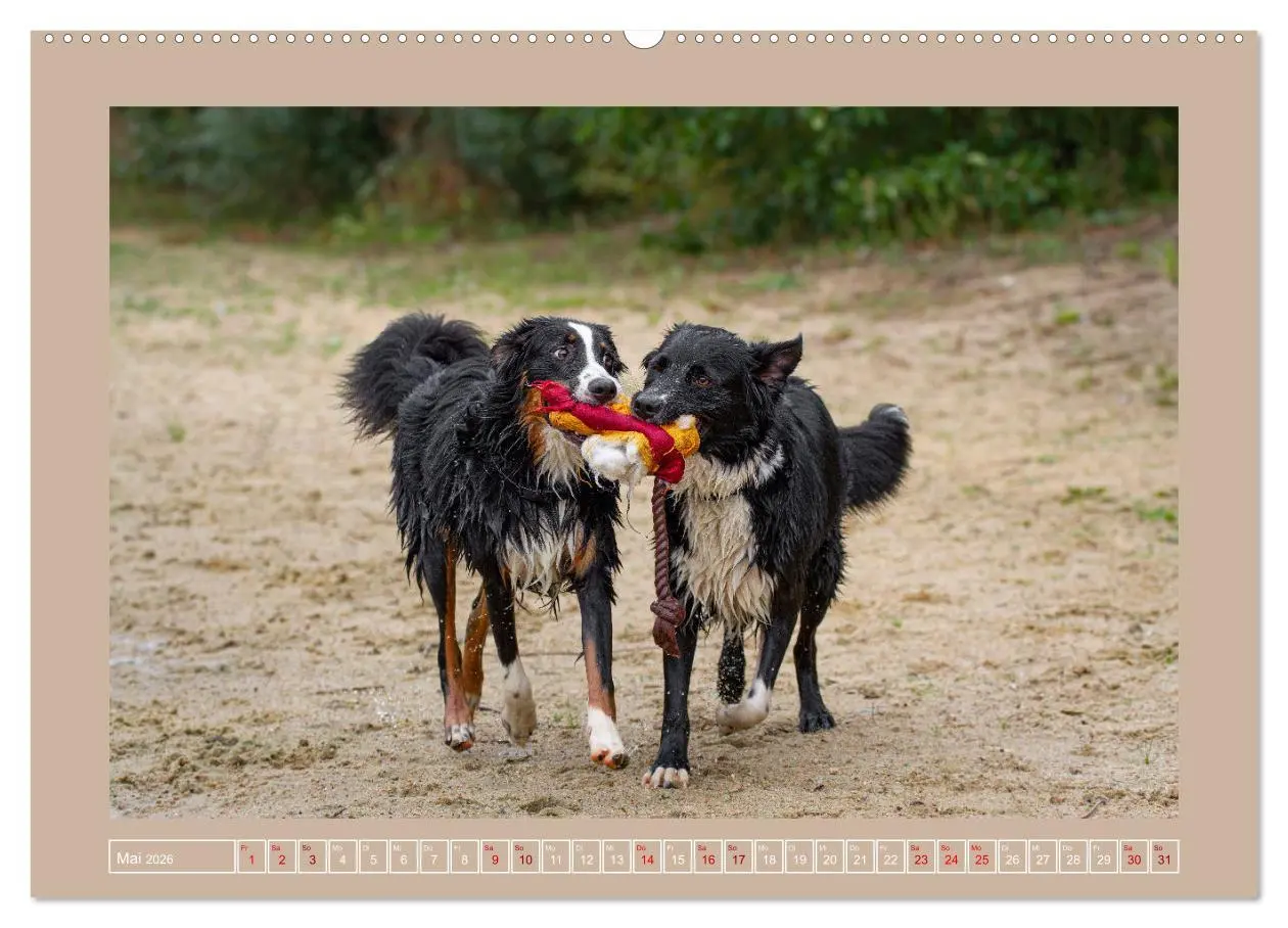 Bild: 9783457552995 | Hunde Action (Wandkalender 2026 DIN A2 quer), CALVENDO Monatskalender
