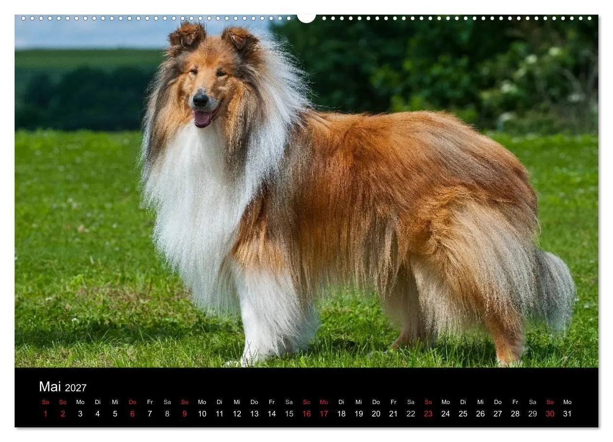 Bild: 9783594172995 | Faszination Collie 2027 (hochwertiger Premium Wandkalender 2027 DIN...