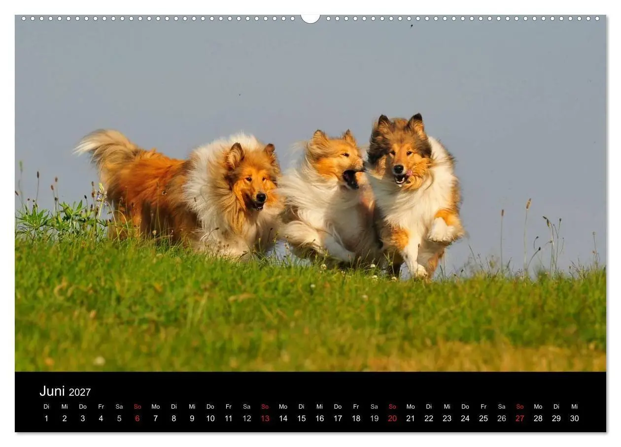 Bild: 9783594172995 | Faszination Collie 2027 (hochwertiger Premium Wandkalender 2027 DIN...