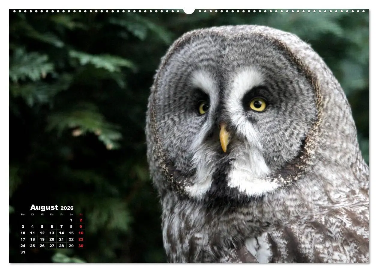 Bild: 9783457993095 | Greifvögel, Eulen und Käuze (hochwertiger Premium Wandkalender 2026...